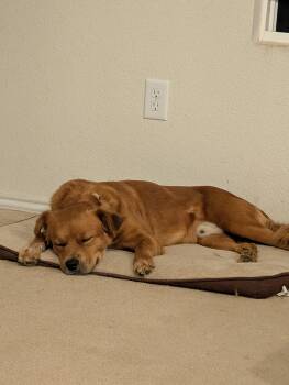 Scrappy GDP -  Retriever Dog for Adoption in Dallas, Texas - Scrappy GDP | PetCurious