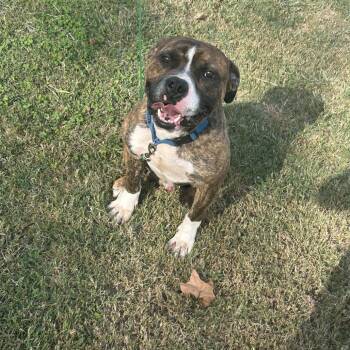 Janoe -  Boxer Dog for Adoption in Belleville, Illinois - Janoe | PetCurious