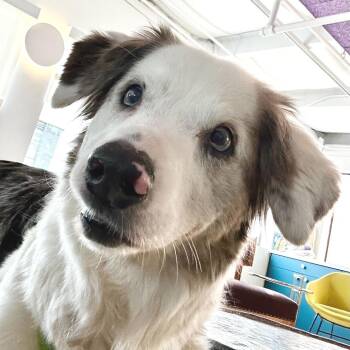 Australian Shepherd Dogs Available for Adoption in San Francisco, California - Spiffy 13957 | PetCurious