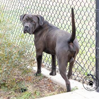 Mastiff and Mixed Breed Dogs Available for Adoption - Samson | PetCurious