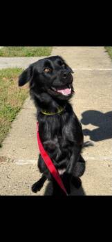 Beautiful LANGLEY -  Flat Coated Retriever and Border Collie Dog for Adoption in Center Square, Pennsylvania - Beautiful LANGLEY | PetCurious