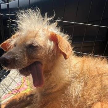 Leon -  Terrier Dog for Adoption in San Diego, California - Leon | PetCurious