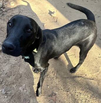 Weimaraner Dogs Available for Adoption - Luna Galaxy | PetCurious