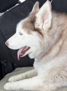 Teddy Bear -  Husky Dog for Adoption in Las Vegas, Nevada - Teddy Bear | PetCurious