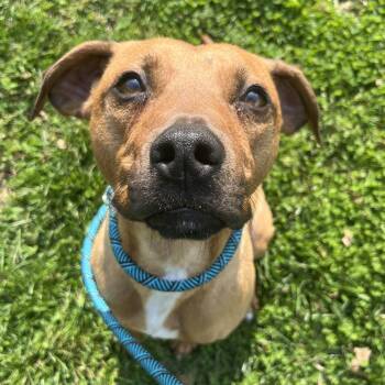Caddyshack -  Rhodesian Ridgeback and Pit Bull Terrier Dog for Adoption in Nashville, Tennessee - Caddyshack | PetCurious