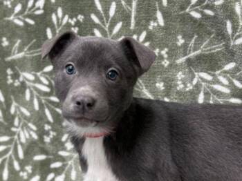 Labrador Retriever Dogs Available for Adoption - Aspire | PetCurious