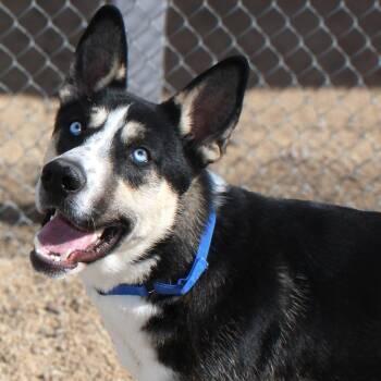 Goober -  Mixed Breed Dog for Adoption in Las Cruces, New Mexico - Goober | PetCurious
