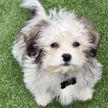 Maltese and Poodle Dogs Available for Adoption in Calgary, Alberta - Arista | PetCurious