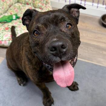 Rocky -  Staffordshire Bull Terrier and Mixed Breed Dog for Adoption in Lake Panasoffkee, Florida - Rocky | PetCurious