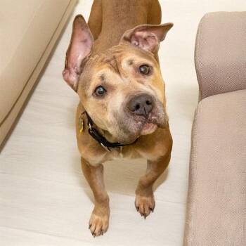 Pit Bull Terrier and Mixed Breed Dogs Available for Adoption - CELTIC | PetCurious