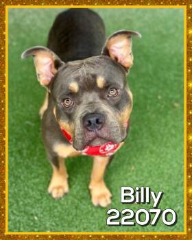 BILLY -  American Bully Dog for Adoption in Marietta, Georgia - BILLY | PetCurious