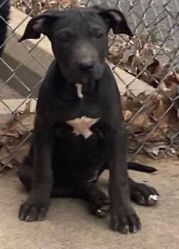 Mixed Breed Dogs Available for Adoption in Little Rock, Arkansas - Cam | PetCurious