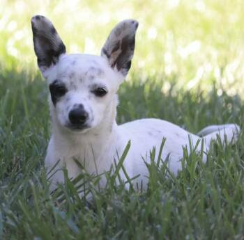 Pepper -  Chihuahua and Mixed Breed Dog for Adoption in Mead, Colorado - Pepper | PetCurious