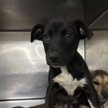 Bonnie -  Mixed Breed Dog for Adoption in Spokane, Washington - Bonnie | PetCurious