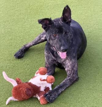 Sierra -  Dutch Shepherd Dog for Adoption in Troy, Alabama - Sierra | PetCurious