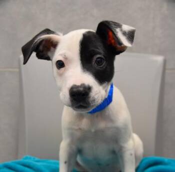 Warbler -  Mixed Breed Dog for Adoption in Atlanta, Georgia - Warbler | PetCurious