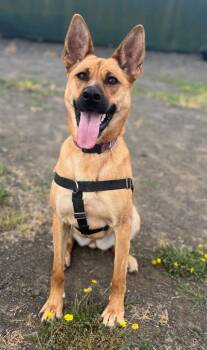 Maggie -  Belgian Shepherd Malinois Dog for Adoption in St. Helens, Oregon - Maggie | PetCurious