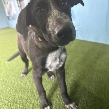 Nori Nanami 3941 -  Black Labrador Retriever and Mixed Breed Dog for Adoption in Loxahatchee Groves, Florida - Nori Nanami 3941 | PetCurious