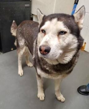 Rescue Husky Dogs for Adoption in Butte, Montana - Wazowski | PetCurious