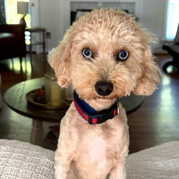 Poodle Dogs Available for Adoption in Helena, Alabama - Aubie | PetCurious