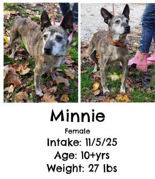 Rescue Feist Dogs for Adoption in Staffordsville, Kentucky - Minnie | PetCurious