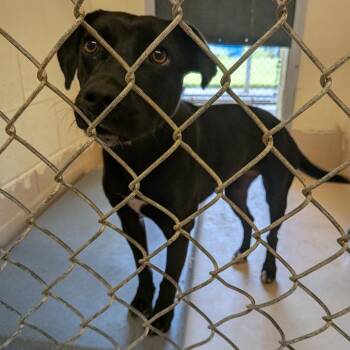 Carey -  Black Labrador Retriever Dog for Adoption in Fairfax Station, Virginia - Carey | PetCurious