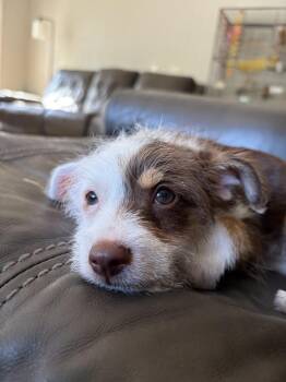 Max Velocity -  Australian Terrier Dog for Adoption in Waunakee, Wisconsin - Max Velocity | PetCurious