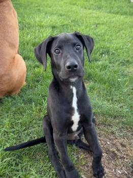 Weston -  Labrador Retriever Dog for Adoption in Frankfort, New York - Weston | PetCurious