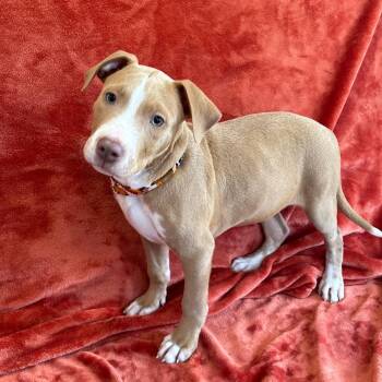 Gordy -  Boxer and Pit Bull Terrier Dog for Adoption in Smithville, Tennessee - Gordy | PetCurious