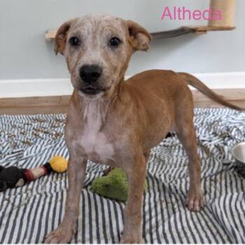 Altheda -  Mixed Breed Dog for Adoption in Fredericksburg, Virginia - Altheda | PetCurious