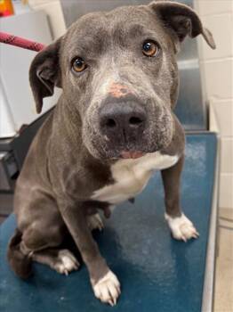 American Bulldog and Mixed Breed Dogs Available for Adoption - MS. PIGGY | PetCurious