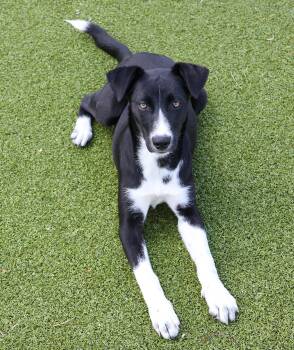 Rescue Labrador Retriever Dogs for Adoption in Harrison, New York - Apple | PetCurious