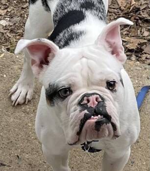 English Bulldog Dogs Available for Adoption in Milton, Delaware - Piggy Wiggy | PetCurious