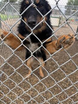 Kalesey -  Australian Shepherd Dog for Adoption in Georgetown, Ohio - Kalesey | PetCurious