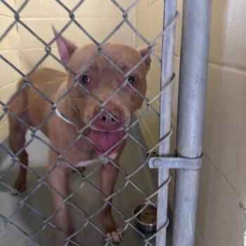 Mixed Breed Dogs Available for Adoption - 02/24/2026-Stray-MillerRoad | PetCurious