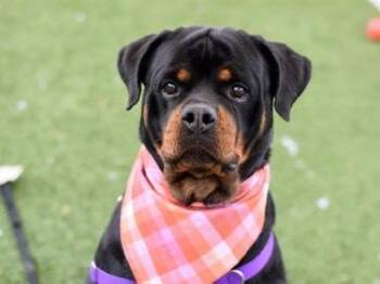 Rescue Rottweiler Dogs for Adoption in Prospect, Connecticut - Rose | PetCurious
