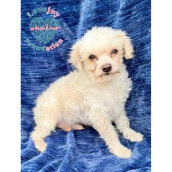 Twin -  Maltipoo Dog for Adoption in Inglewood, California - Twin | PetCurious