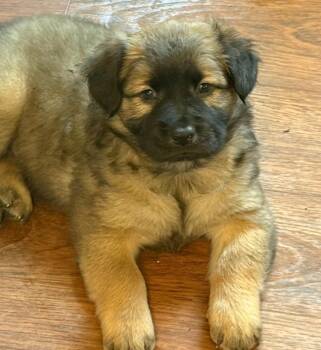 Boy 1 -  Carolina Dog and Chow Chow Dog for Adoption in Pelzer, South Carolina - Boy 1 | PetCurious