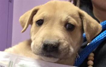 61047289 -  Mixed Breed Dog for Adoption in El Paso, Texas - 61047289 | PetCurious