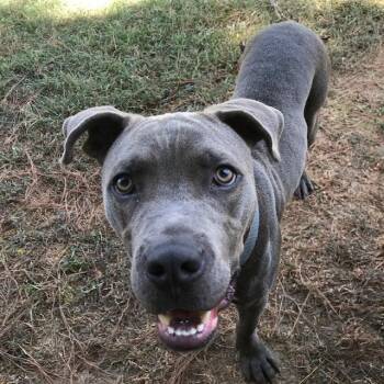 Chase / Gravy -  Cane Corso Dog for Adoption in Little Rock, Arkansas - Chase / Gravy | PetCurious