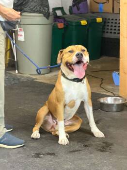 Bibbles -  American Bulldog Dog for Adoption in Lisle, Ontario - Bibbles | PetCurious