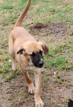 Anatolian Shepherd Dogs Available for Adoption in Frazier Park, California - Shaggy | PetCurious