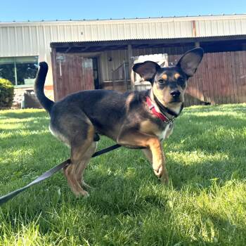 Hound Dogs Available for Adoption in Elyria, Ohio - Archie | PetCurious