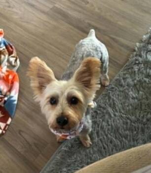Yorkshire Terrier Dogs Available for Adoption in Rockford, Illinois - Blue | PetCurious