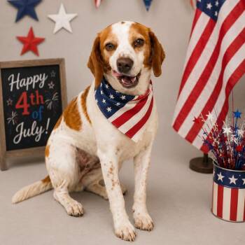 Nicholas (was Milo) -  Beagle Dog for Adoption in Fairfax Station, Virginia - Nicholas (was Milo) | PetCurious