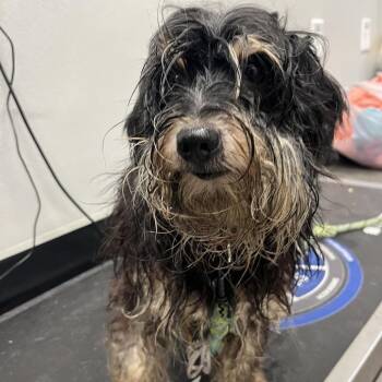 Matt -  Yorkshire Terrier and Mixed Breed Dog for Adoption in Tampa, Florida - Matt | PetCurious