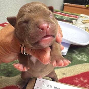 Flint -  Pit Bull Terrier Dog for Adoption in Wichita, Kansas - Flint | PetCurious