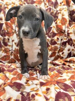 Zoey -  Pit Bull Terrier Dog for Adoption in Mobile, Alabama - Zoey | PetCurious