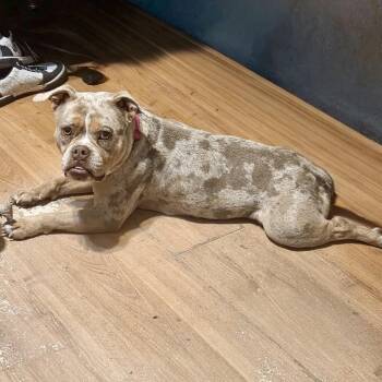 English Bulldog and French Bulldog Dogs Available for Adoption - Sugar Plum | PetCurious