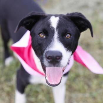 CLYDE -  Border Collie Dog for Adoption in San Antonio, Texas - CLYDE | PetCurious
